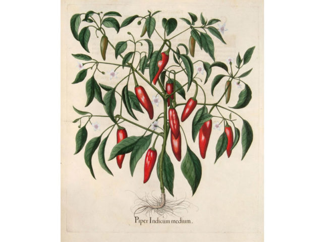 De Renaissance botanische tuin van Eichstätt: Van peper tot pieper